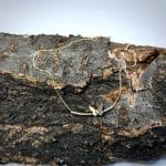 گردنی پروانه ای